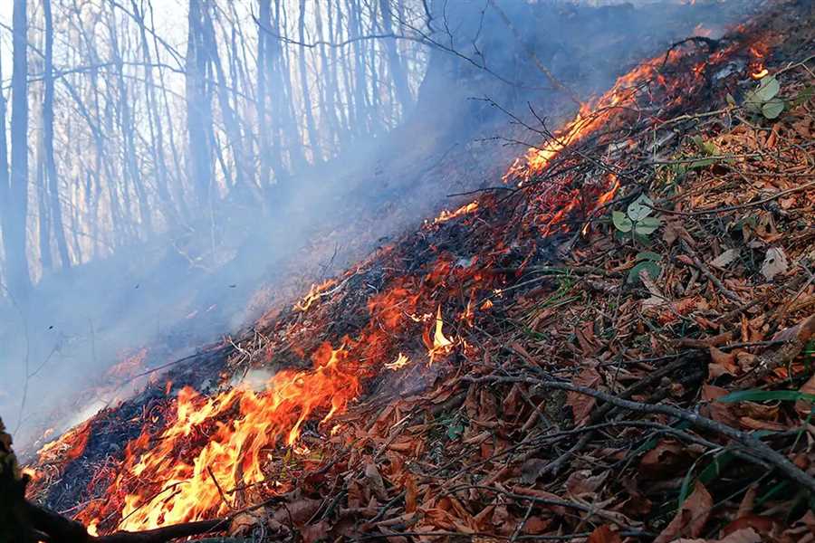 آتش‌سوزی، بیخِ گوش جنگل‌های مازندران